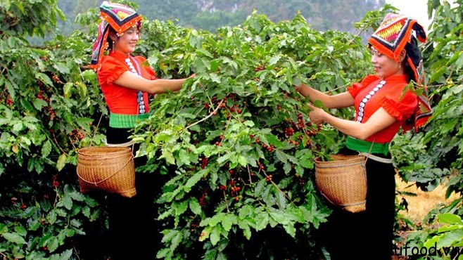 Đầu tư chất lượng cà phê ở Sơn La của Detech coffee