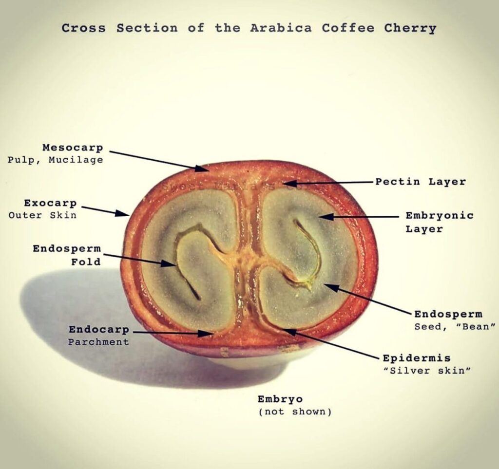 cấu tạo hạt của cây cà phê